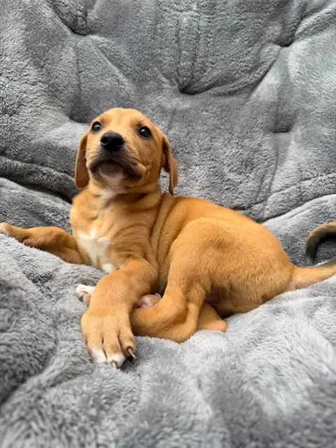 Red Fox Labrador x - Photo 3