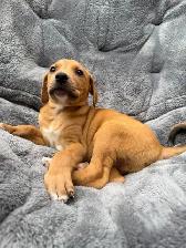 Red Fox Labrador x - Photo 3