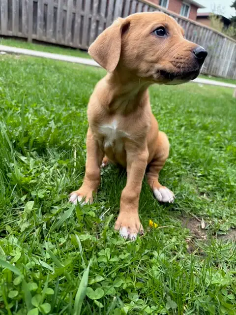 Red Fox Labrador x - Photo 4