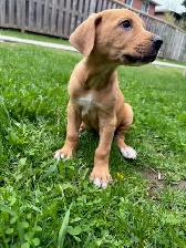 Red Fox Labrador x - Photo 4