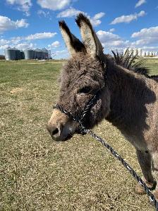 Miniture Jack Donkey