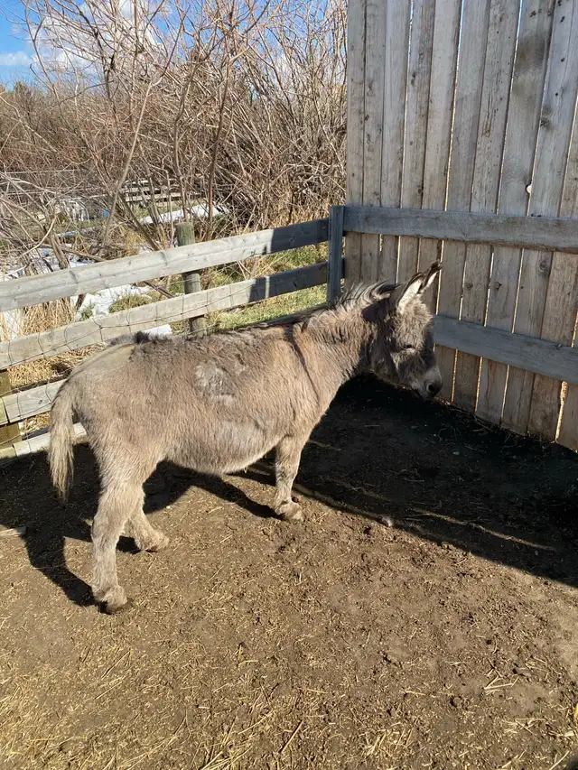 Miniture Jack Donkey - Photo 2