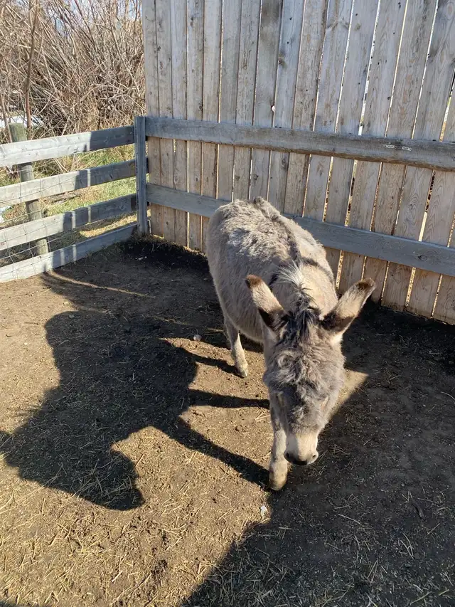 Miniture Jack Donkey - Photo 3