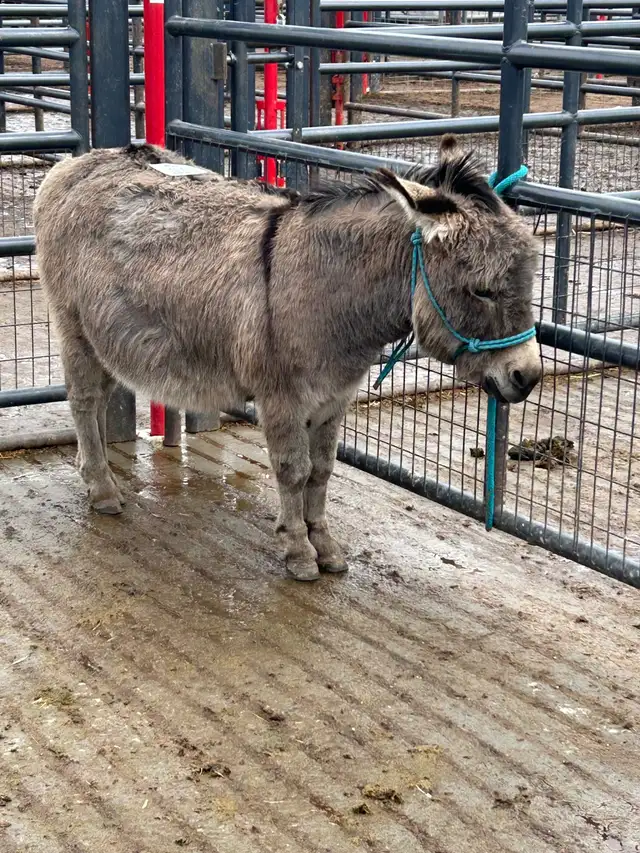 Miniture Jack Donkey - Photo 4