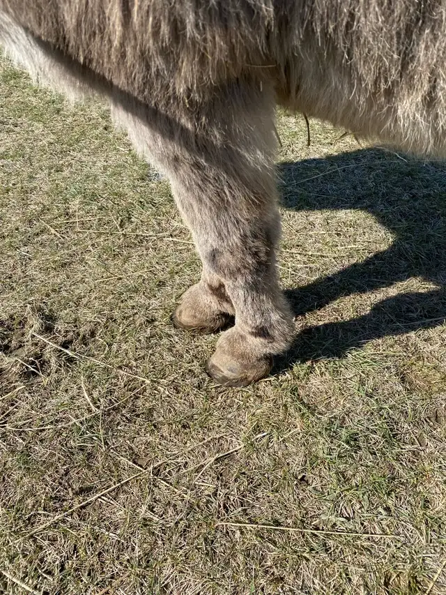 Miniture Jack Donkey - Photo 6