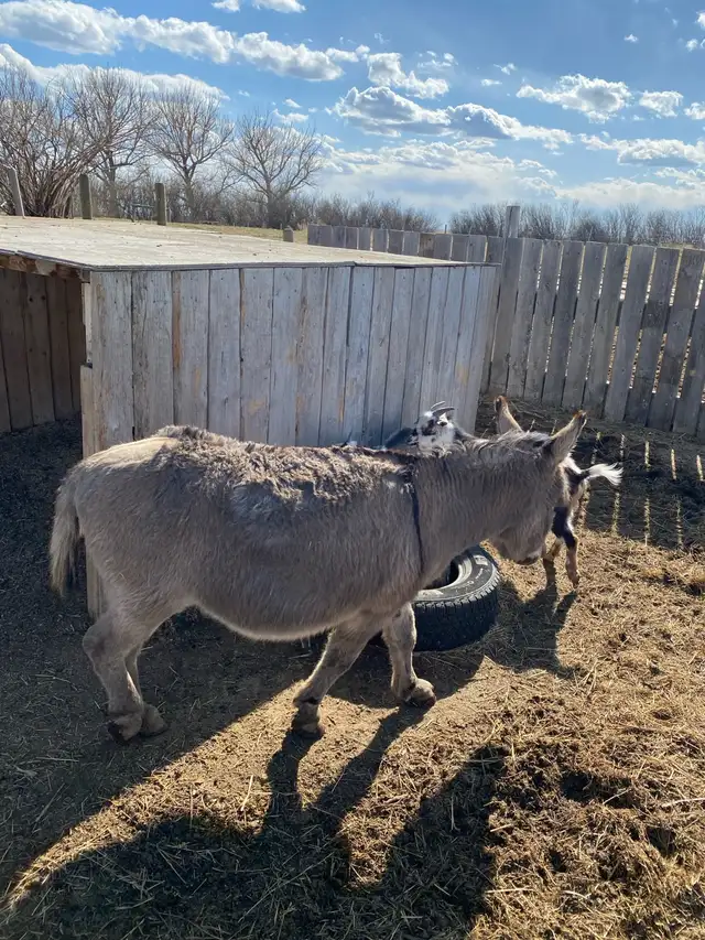Miniture Jack Donkey - Photo 8