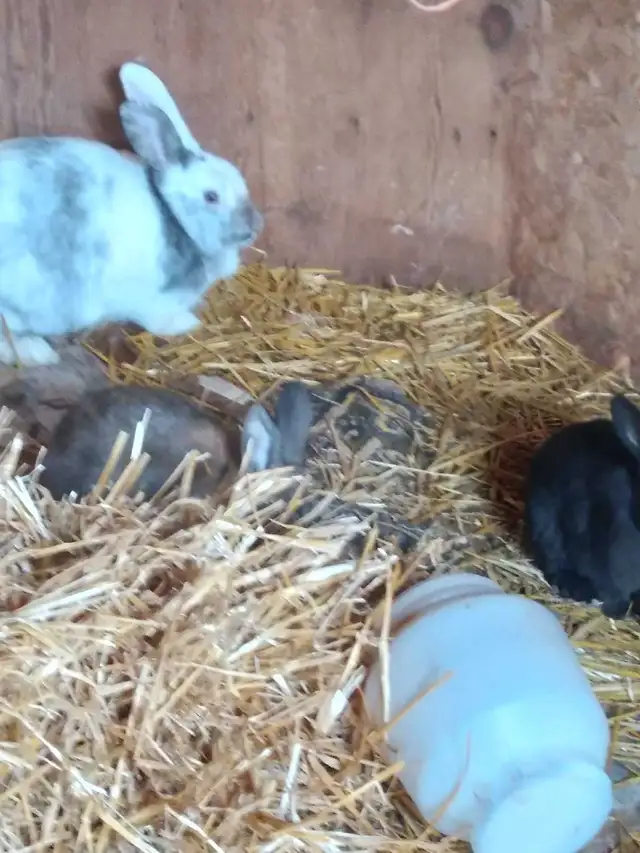 Baby bunnys