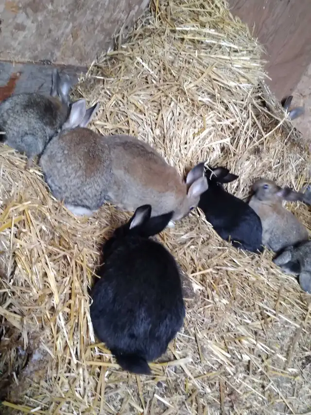 Baby bunnys - Photo 2