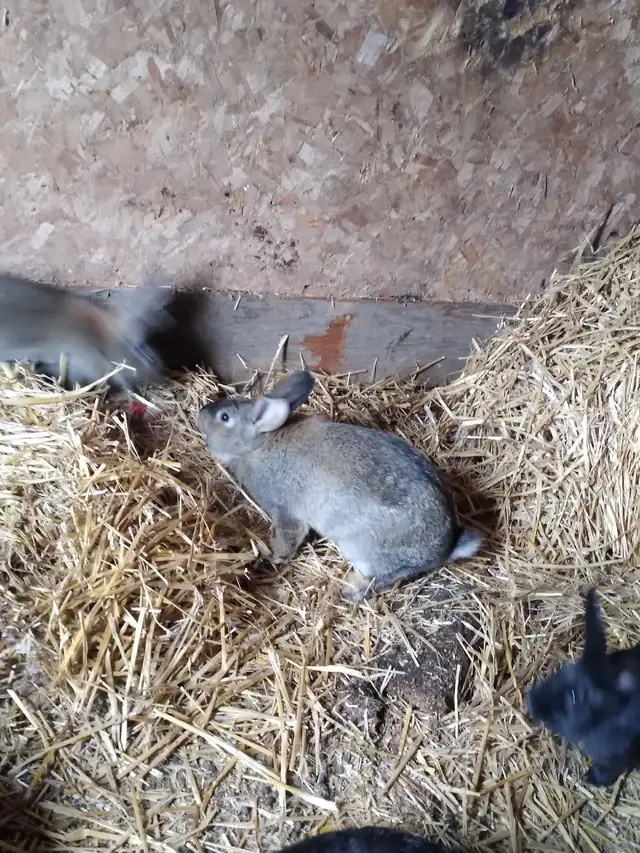 Baby bunnys - Photo 3