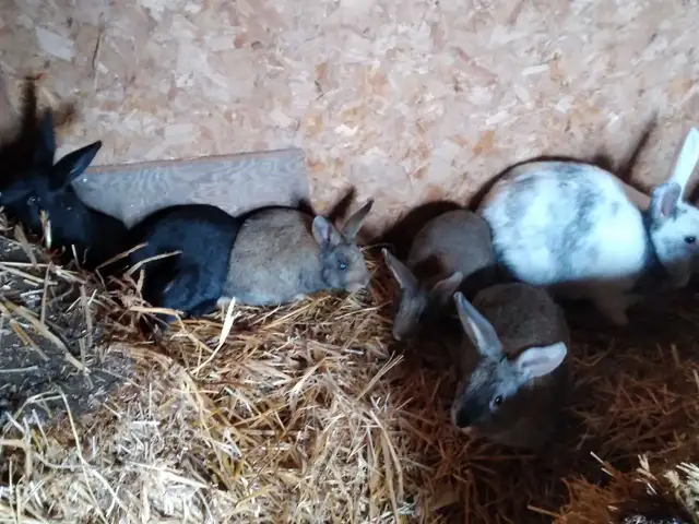 Baby bunnys - Photo 4
