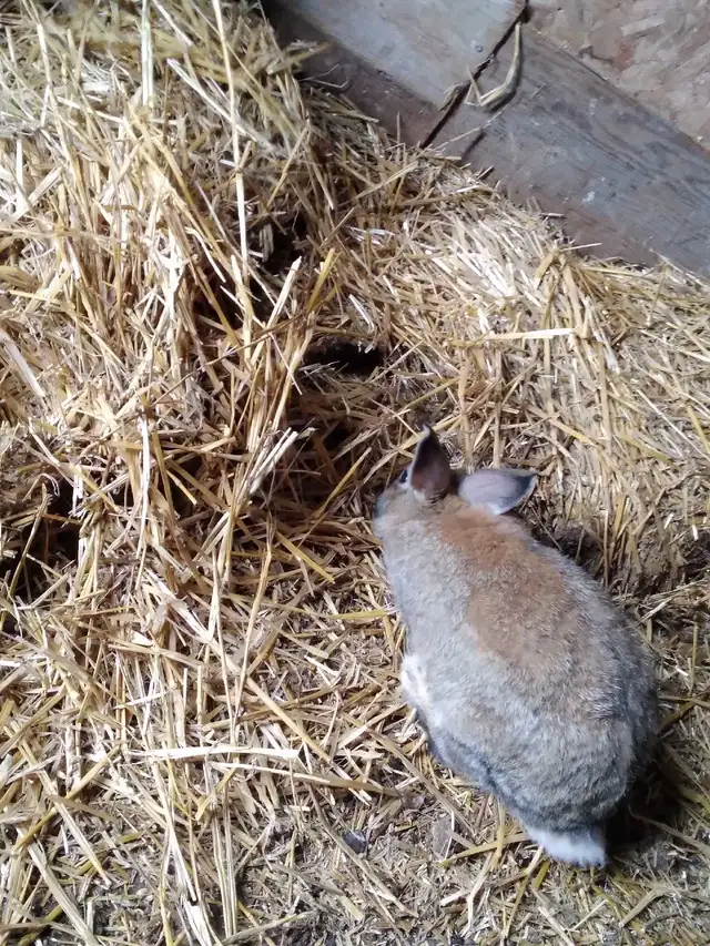 Baby bunnys - Photo 5