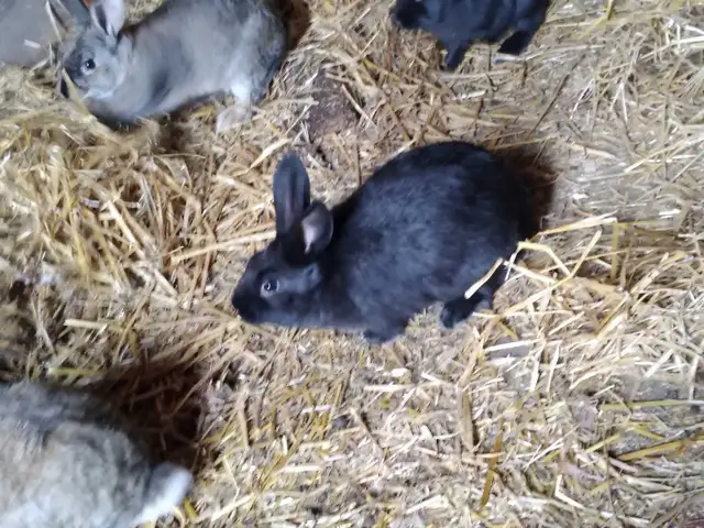 Baby bunnys - Photo 6