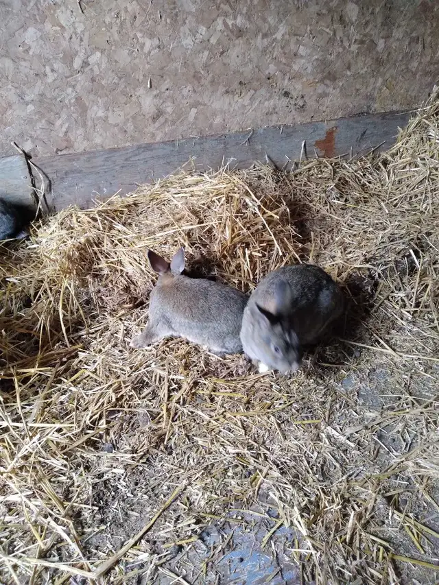 Baby bunnys - Photo 7