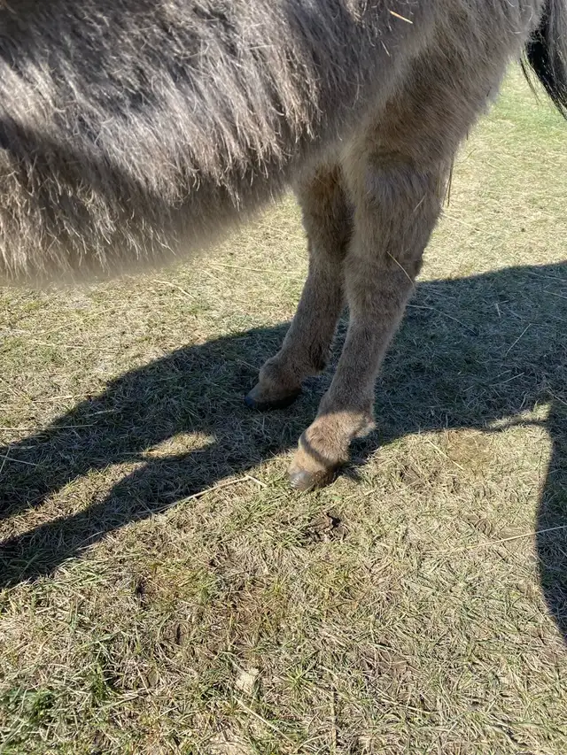 Miniture Jack Donkey - Photo 6