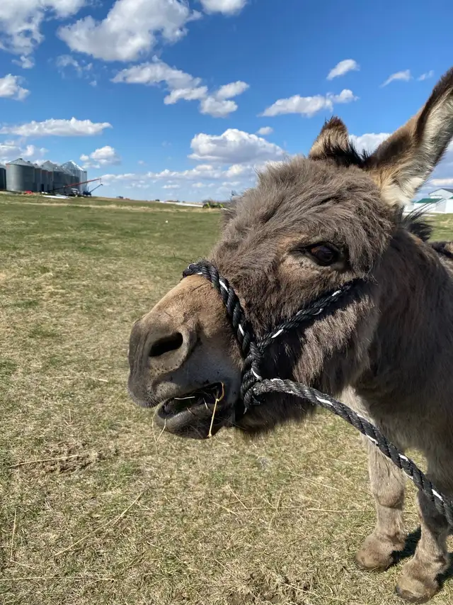 Miniture Jack Donkey - Photo 7