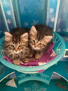 sibérien mâle femelle enregistré