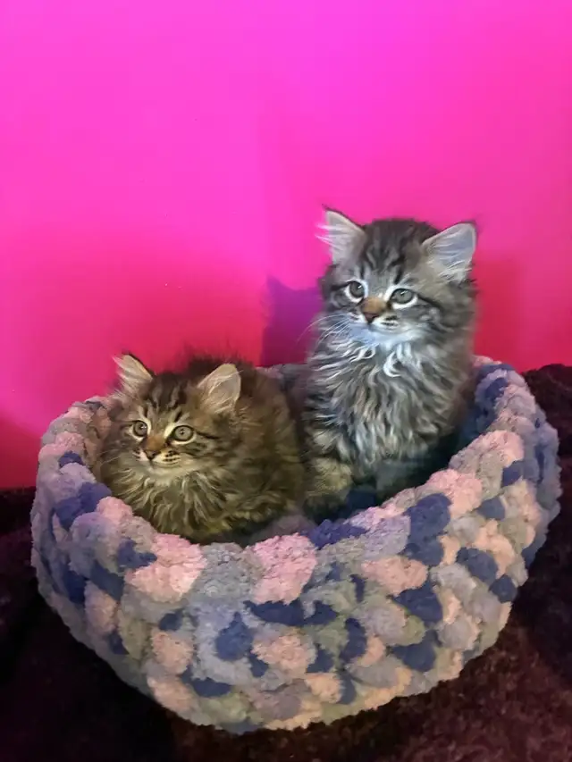 sibérien mâle femelle enregistré - Photo 2