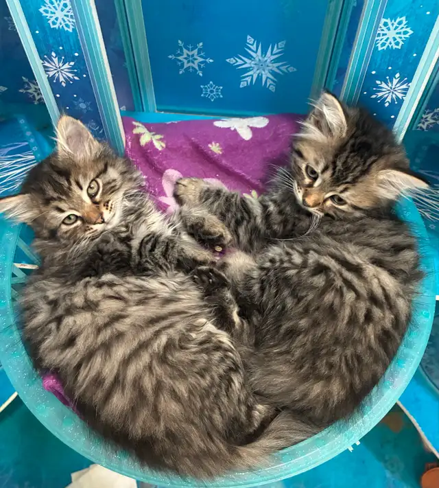 sibérien mâle femelle enregistré - Photo 3