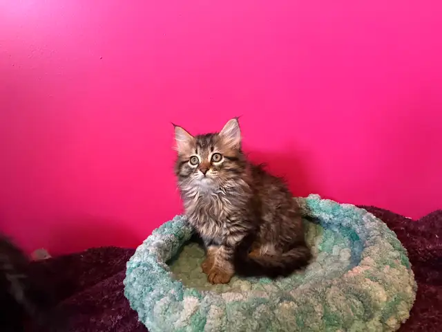 sibérien mâle femelle enregistré - Photo 5