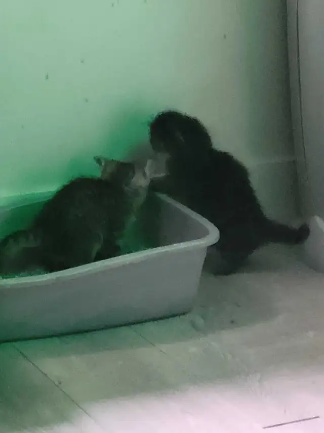 adorable kittens for sale