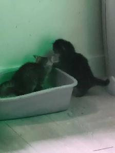 adorable kittens for sale