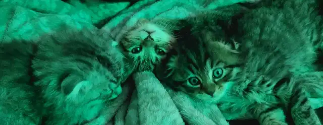 adorable kittens for sale - Photo 2