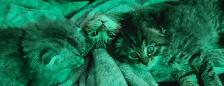 adorable kittens for sale - Photo 2