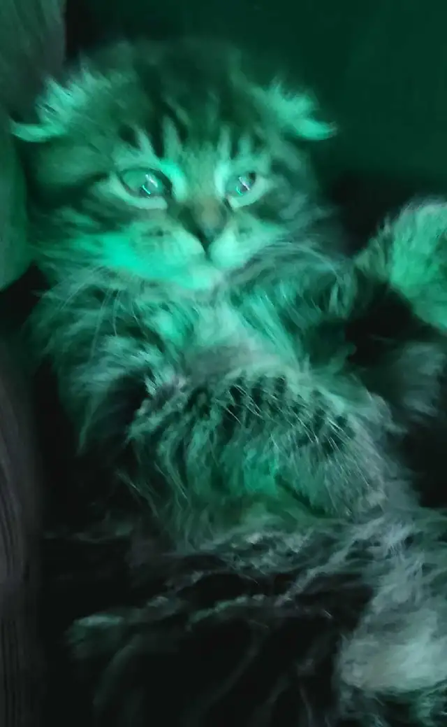 adorable kittens for sale - Photo 3