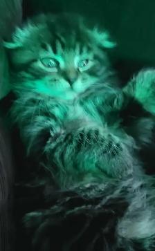 adorable kittens for sale - Photo 3