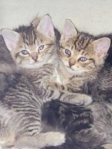 adorable kittens for sale - Photo 4