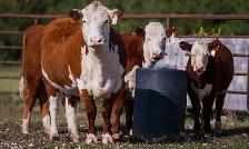 Qurbani booking avilable