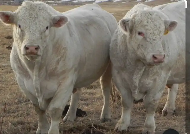 Qurbani booking avilable - Photo 3