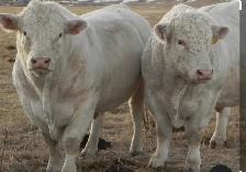 Qurbani booking avilable - Photo 3