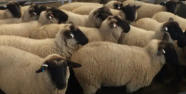 Qurbani booking avilable - Photo 4