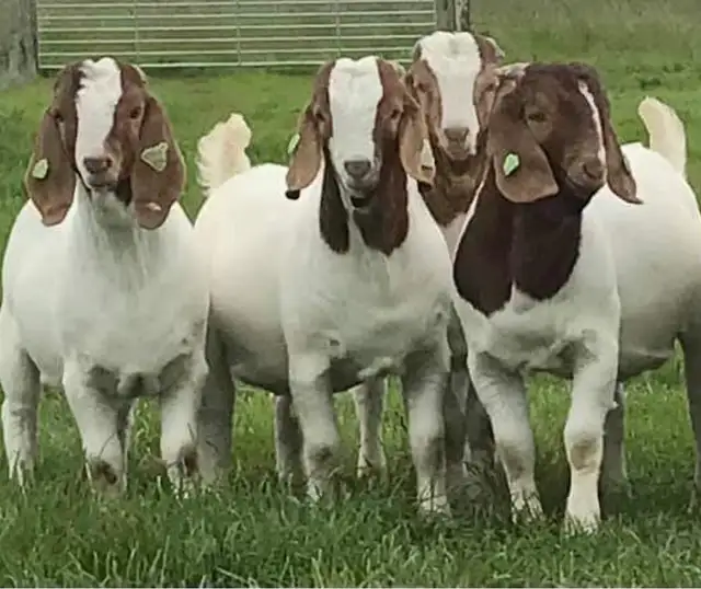 Qurbani booking avilable - Photo 7