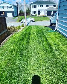 Reliable, Dependable Weekly Mowing - Photo 3