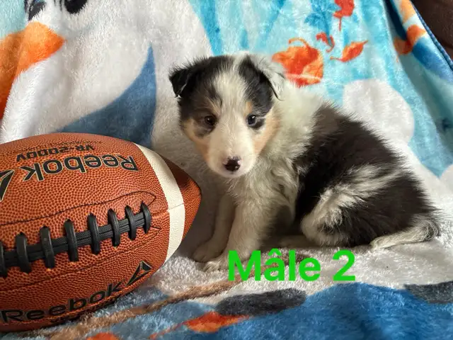 berger shetland mâle femelle