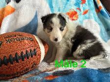 berger shetland mâle femelle