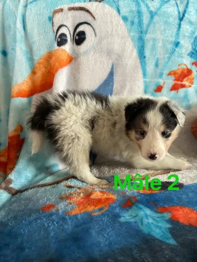 berger shetland mâle femelle - Photo 2