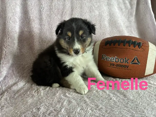 berger shetland mâle femelle - Photo 3