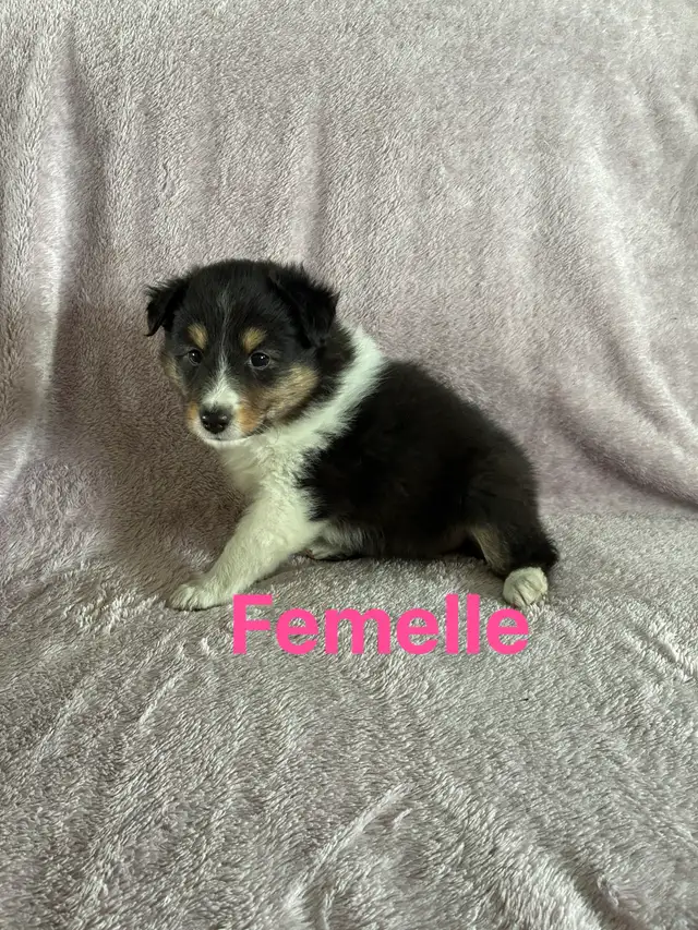 berger shetland mâle femelle - Photo 4