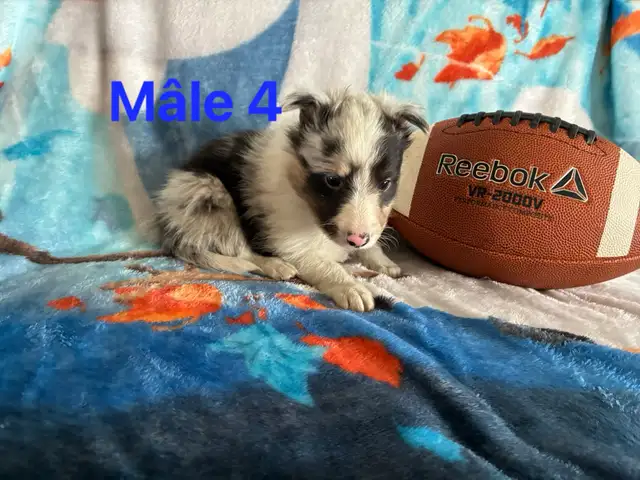 berger shetland mâle femelle - Photo 5