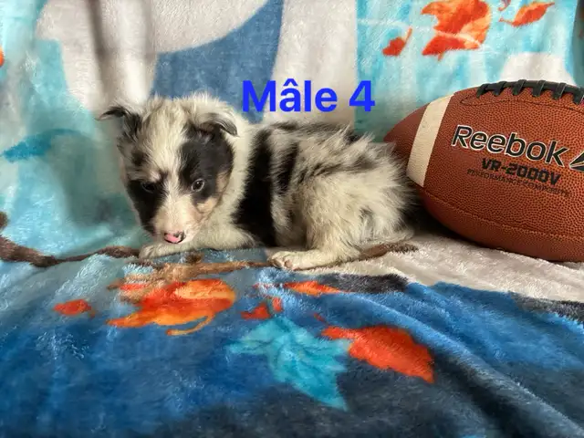 berger shetland mâle femelle - Photo 6