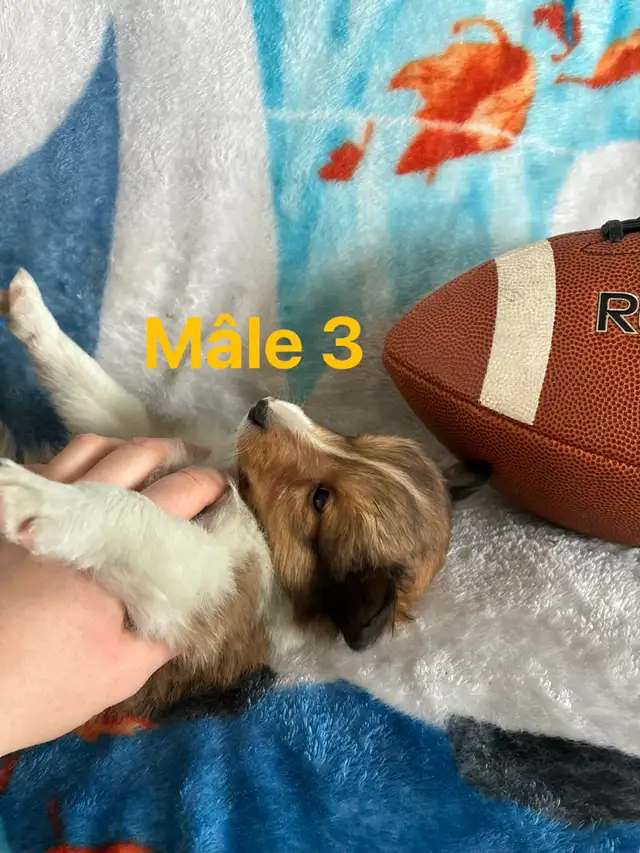 berger shetland mâle femelle - Photo 7