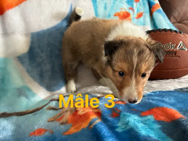 berger shetland mâle femelle - Photo 8