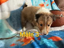 berger shetland mâle femelle - Photo 8