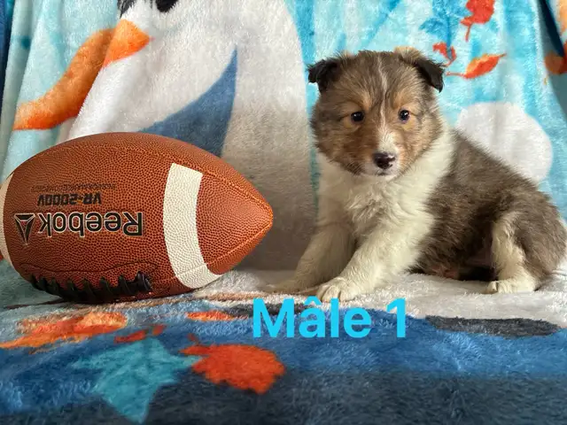 berger shetland mâle femelle - Photo 9