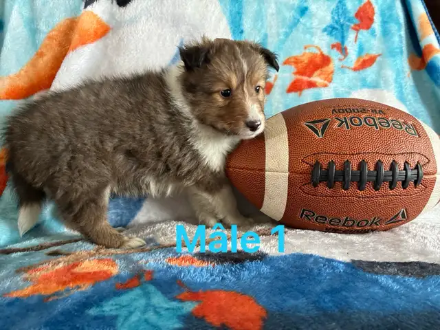 berger shetland mâle femelle - Photo 10