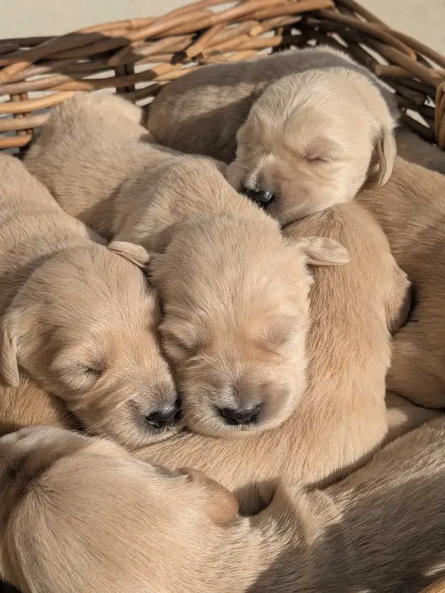 CKC Golden Retriever Puppies