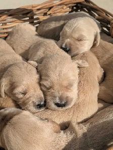 CKC Golden Retriever Puppies